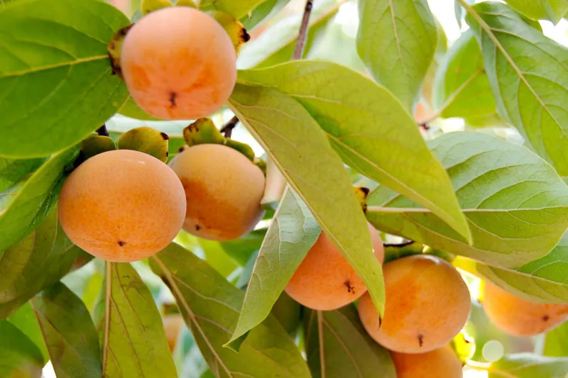 Fuyu persimmons ripening on the tree showing their distinctive flattened shape and vibrant orange color