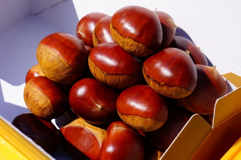 Nose (Kuri no Sato) - Image 3