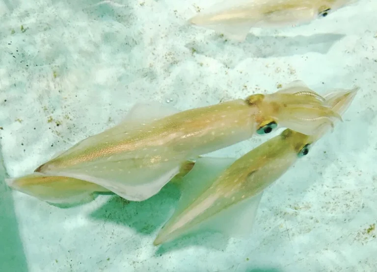 丰北町特产梨果酱