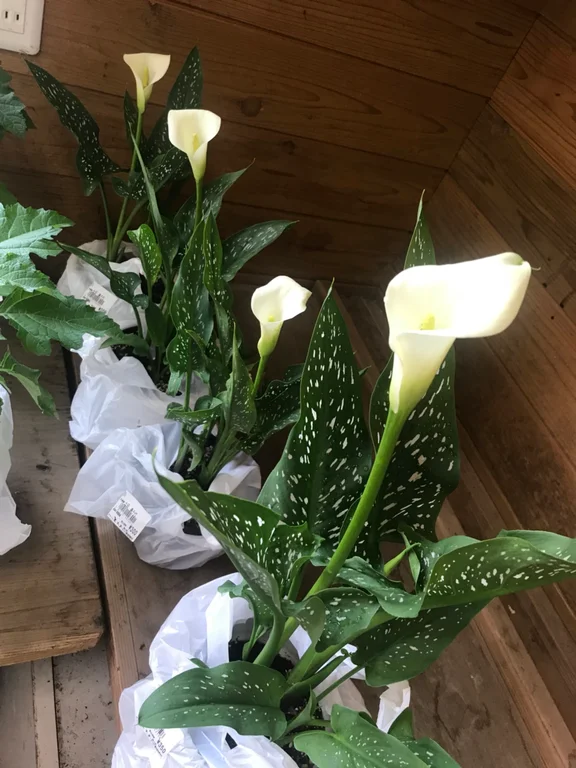 Tochios Aburage and Soup