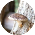 Wild Shiitake Mushrooms