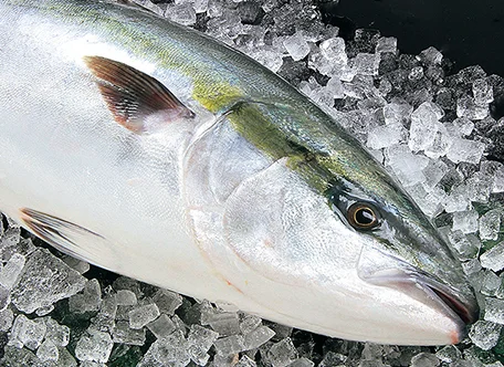 Sakurajima Kanpachi Brand Store